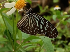 Ideopsis vulgaris