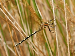 Synthemis eustalacta