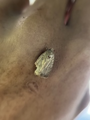Condica illecta