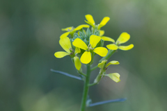 Erysimum canescens