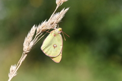 Colias caucasica balcanica