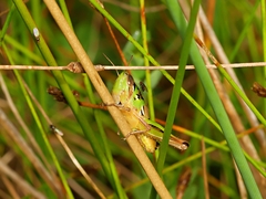 Praxibulus tectatus