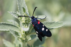 Zygaena ephialtes