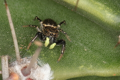 Heliophanus orchesta