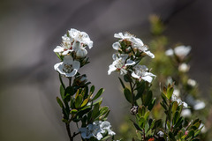 Leptospermum turbinatum