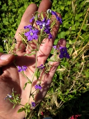 Legousia speculum-veneris