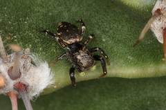 Heliophanus orchesta