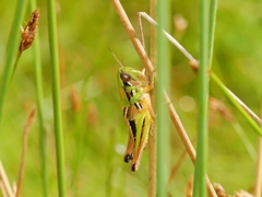 Praxibulus tectatus