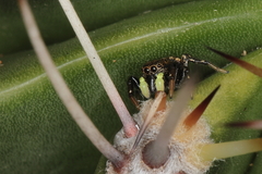 Heliophanus orchesta