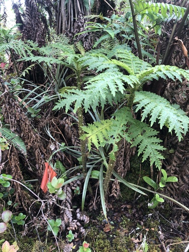 Cyanea solanacea observed 2021-05-18