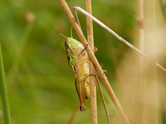 Praxibulus tectatus