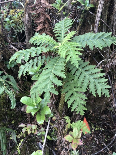 Cyanea solanacea observed 2021-05-18