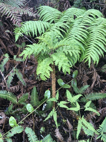 Cyanea solanacea observed 2021-05-18