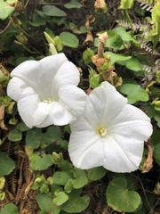 Calystegia tuguriorum