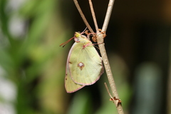 Colias caucasica balcanica