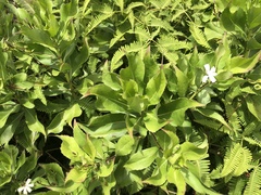 Scaevola chamissoniana