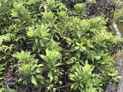 Scaevola chamissoniana