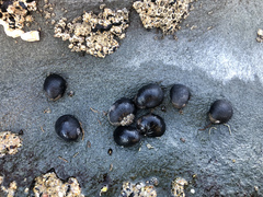 Nerita atramentosa