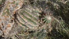 Echinopsis rhodotricha