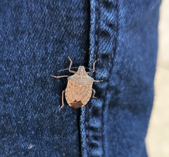 Apodiphus integriceps