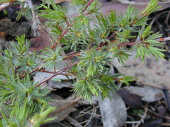 Pultenaea trichophylla