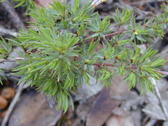 Pultenaea trichophylla