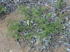 Pultenaea trichophylla