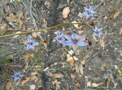 Dianella callicarpa