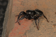 Heliophanus transvaalicus