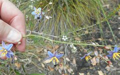 Dianella callicarpa