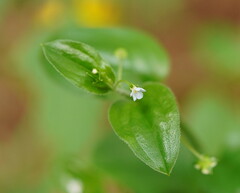 Hackelia latifolia
