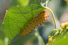 Zerynthia polyxena