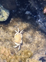 Paragrapsus quadridentatus