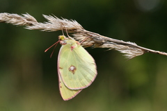 Colias caucasica balcanica