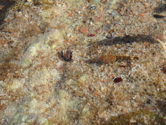 Bathygobius cyclopterus