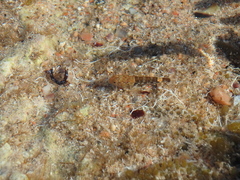 Bathygobius cyclopterus