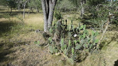 Echinopsis rhodotricha