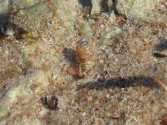 Bathygobius cyclopterus