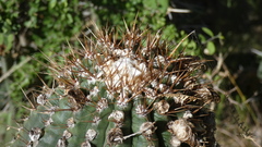 Echinopsis rhodotricha