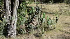 Echinopsis rhodotricha