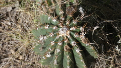 Echinopsis rhodotricha