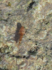 Bathygobius cyclopterus