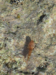 Bathygobius cyclopterus