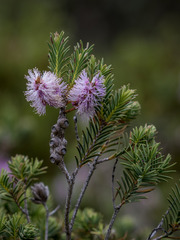Melaleuca decussata