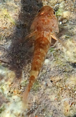 Bathygobius cyclopterus