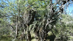 Trithrinax campestris