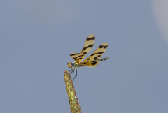 Rhyothemis graphiptera