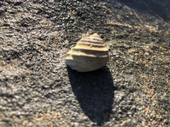 Austrocochlea constricta