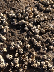 Chthamalus antennatus