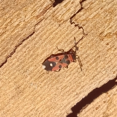 Horvathiolus superbus